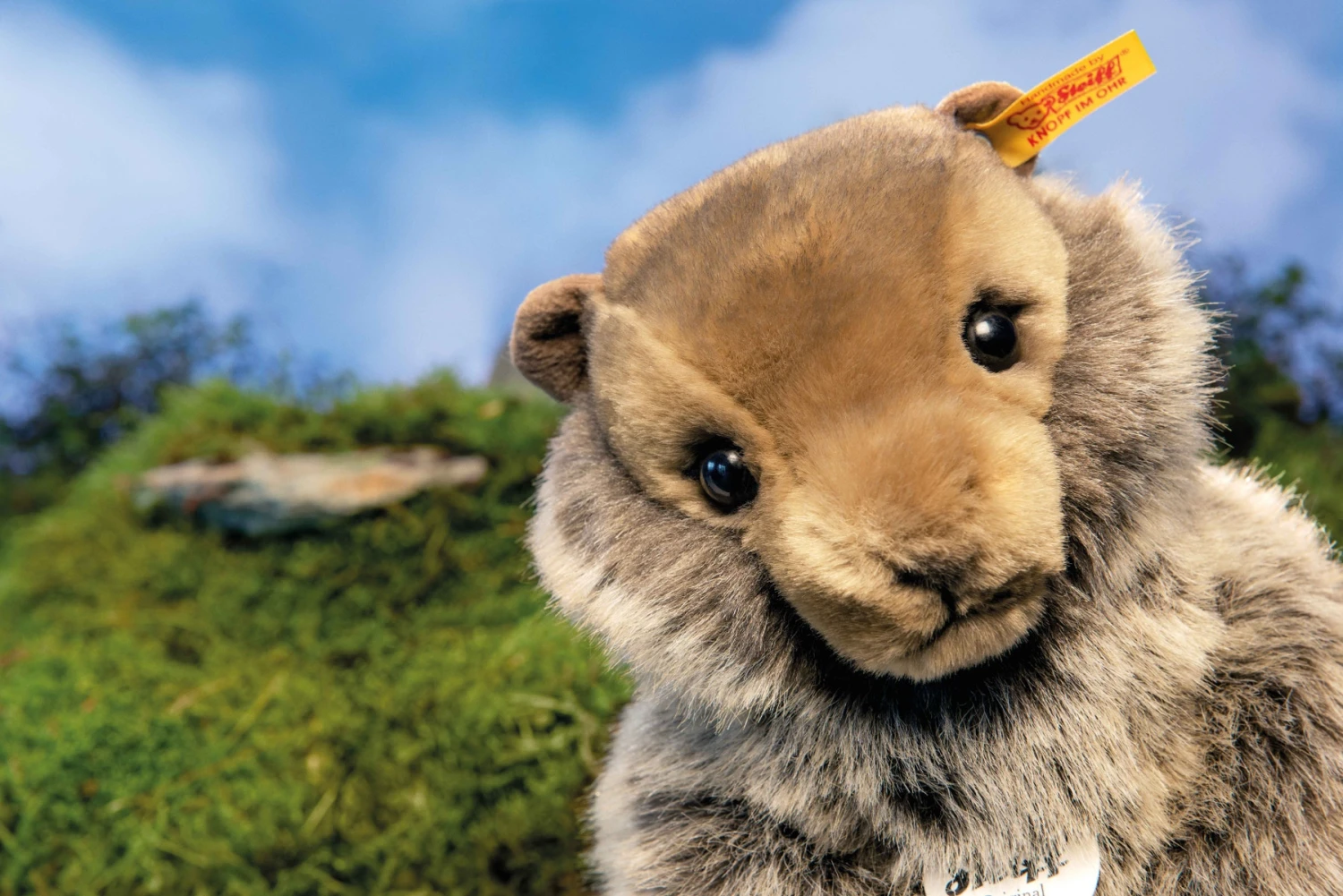 Burri Murmeltier 2 Burri Murmeltier – Bild 2