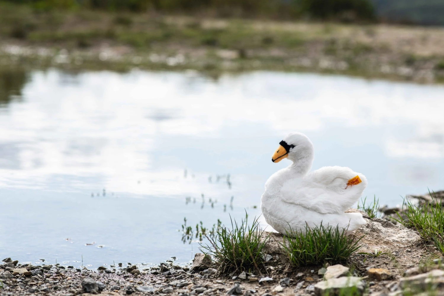 Schana Schwan 2 Schana Schwan – Bild 2